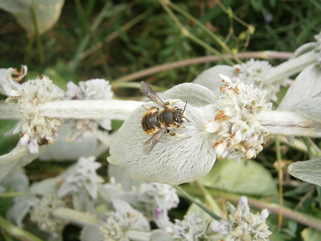 Bees on Lamb’s Ears